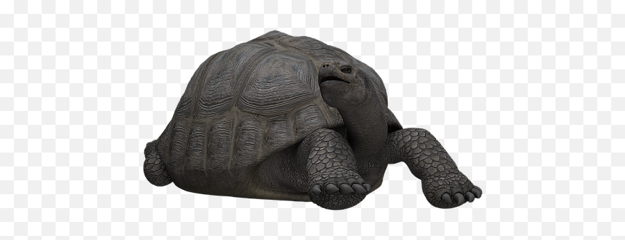 Reptiles Png - Turtle Panzer Animal Mammal Digital Art Turtles,Reptiles Png