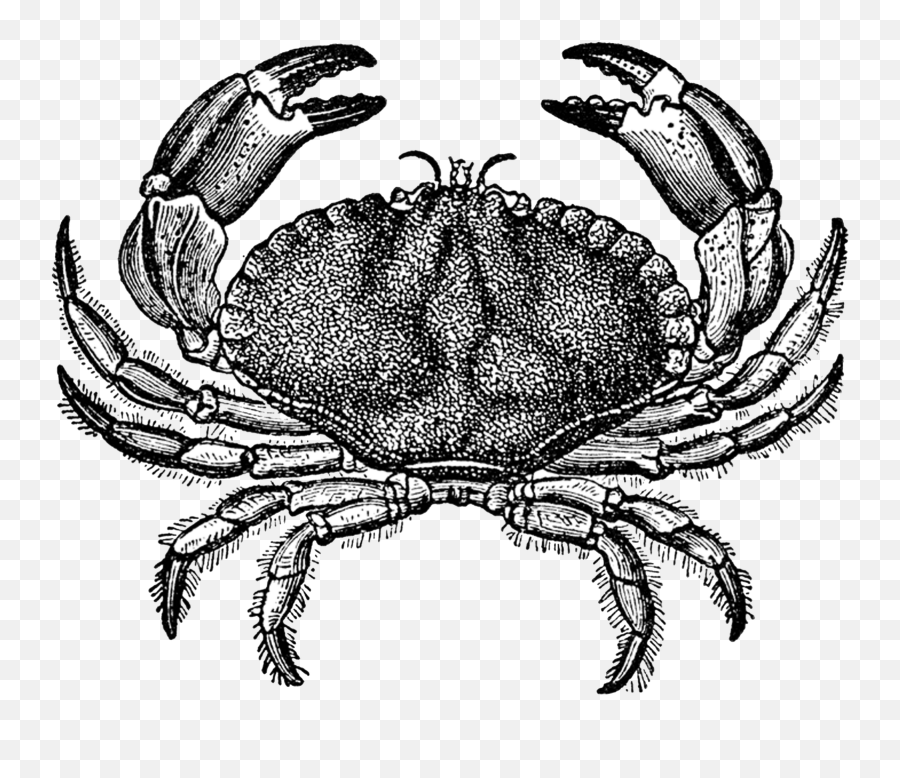 Free Vintage Digital Stamps Stamp - Crab Crab Drawing Transparent Background Png,Crab Transparent Background