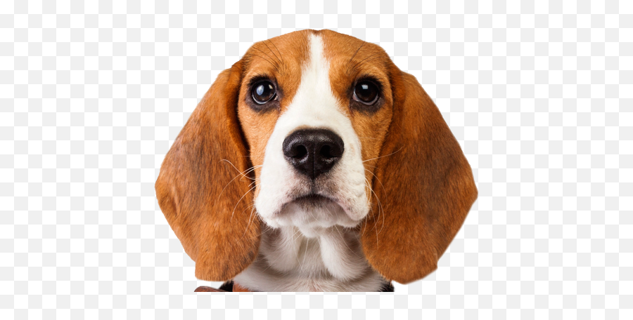 Download El Beagle - Beagle Dog Transparent Background Png,Beagle Png