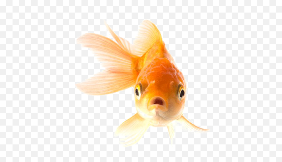 Goldfish Png Transparent Picture - Animal Goldfish,Fish Png Transparent