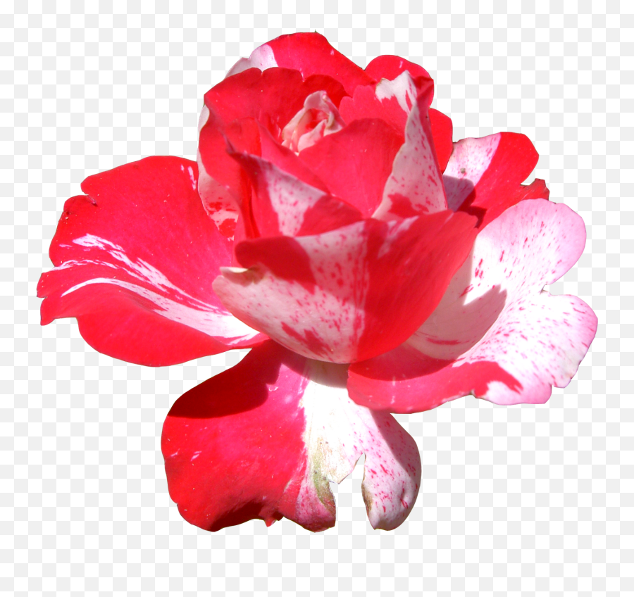Red Flowers Bing Images Clip Art Illustrations - Frida Flores Frida Kalho Png,Red Flowers Png