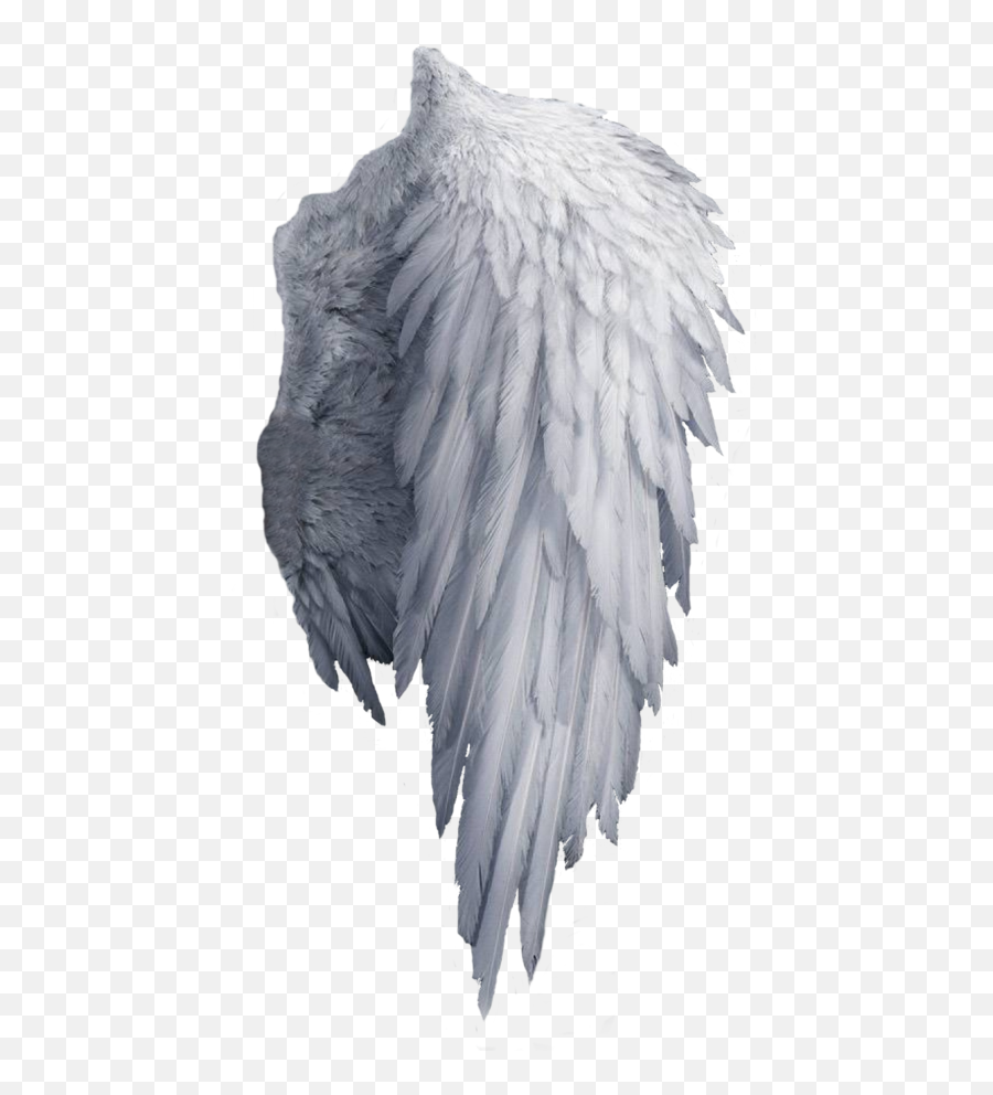 Download Hd White Angel Wings Png - Angel Wings Png,White Angel Wings Png