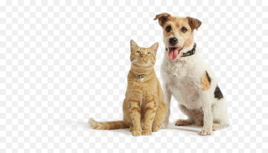 Onsior Why Choose Robenacoxib - Orange Cat And Dog Png,Orange Cat Png