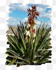 Yucca Blossom Tote Bag - Yucca Blossom Png,Yucca Png