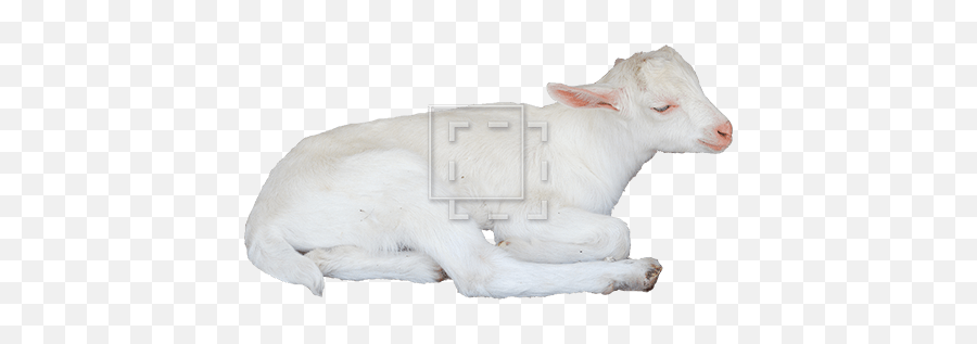 Sleepy Goat - Immediate Entourage Bull Png,Goat Png