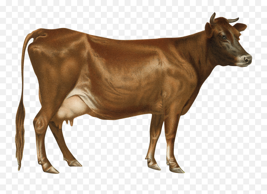 Cow Png - Free Transparent Png Images 866901 Png Images Jersey Cow Png,Minecraft Cow Png