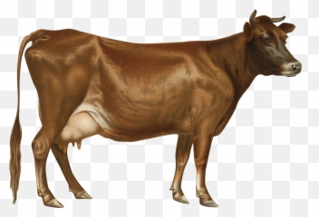 Cow Png - Free Transparent Png Images 866901 Png Images Jersey Cow Png,Minecraft Cow Png