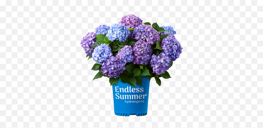 About Endless Summer Hydrangeas From Bailey Nurseries - Lowes Hydrangea Png,Hydrangea Png