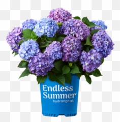 Free Transparent Hydrangea Png Images Page 2 Pngaaa Com