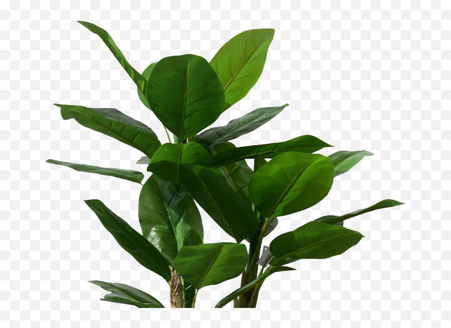 Banana Plant Png Transparent - Banana Leaf Tree Png,Banana Tree Png