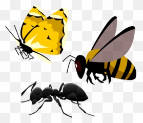 Honey Bee Png - Honeybee Png Download Honeybee 539573 Honeybee,Honey Bee Png