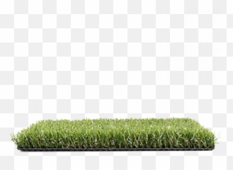 Download Hedge Png Image With No - Lawn,Hedge Png