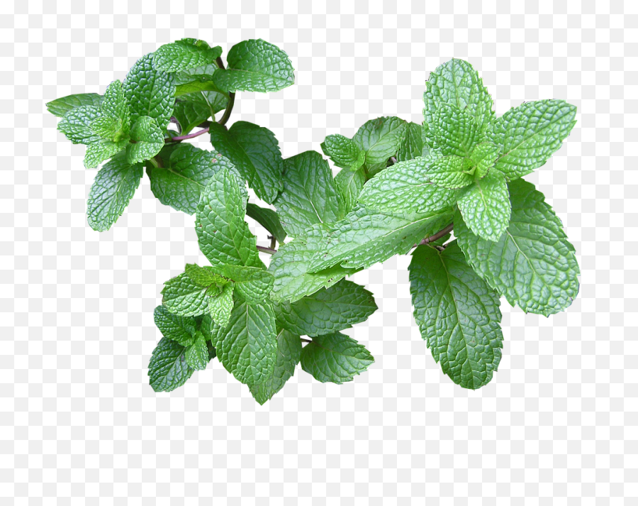 Mint Leaf Png Picture - Gravida Pode Tomar Cha De Hortelã,Mint Leaves Png