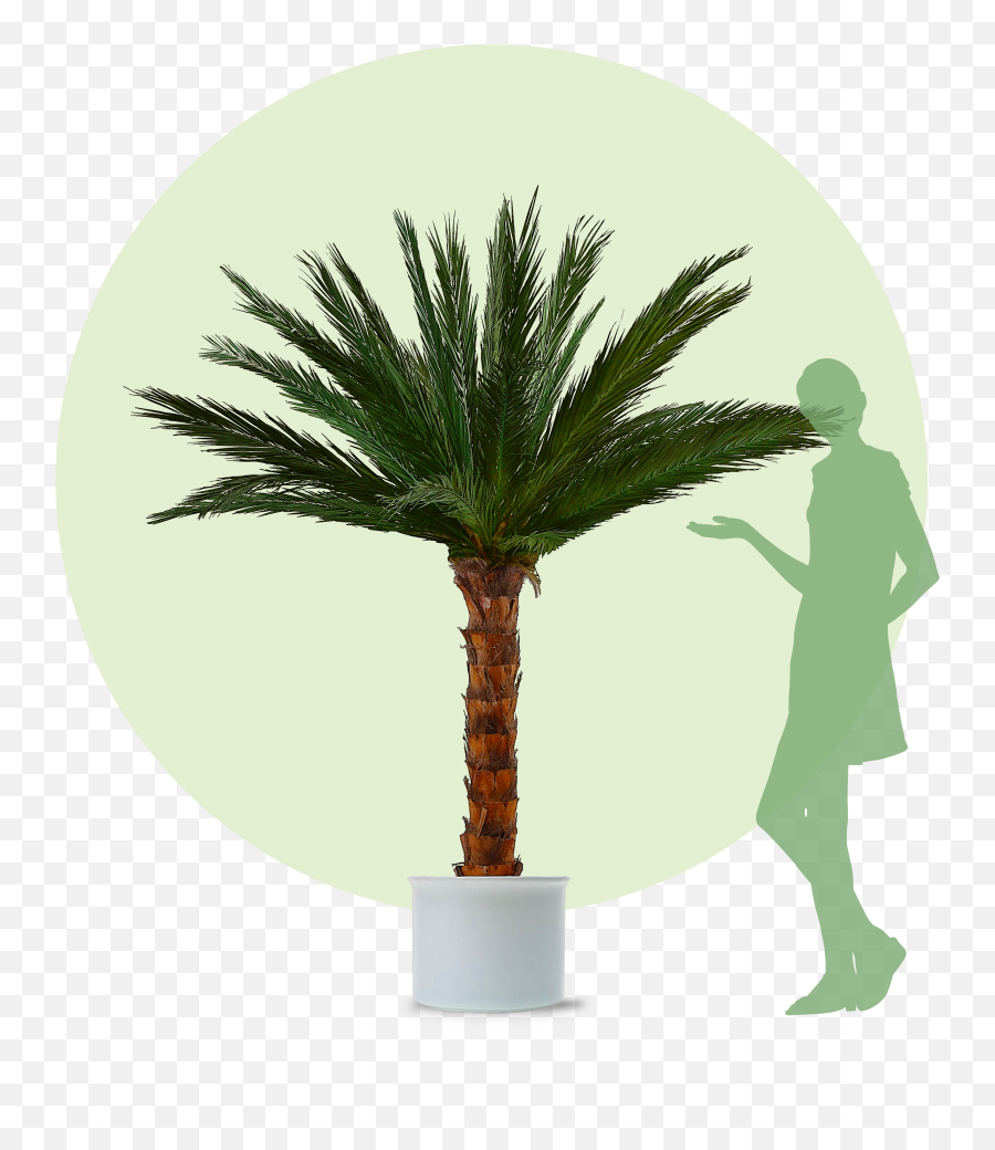 Green Palm Tree Despite Low Ceilings - Palme Bestellen Png,Palm Fronds Png