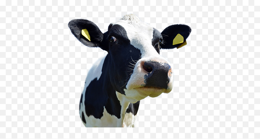 Png Transparent Cow In Shed - Cow Head Png,Cattle Png