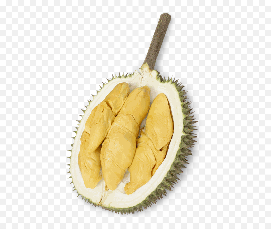 Ourdurain Osoam Farm Png Durian