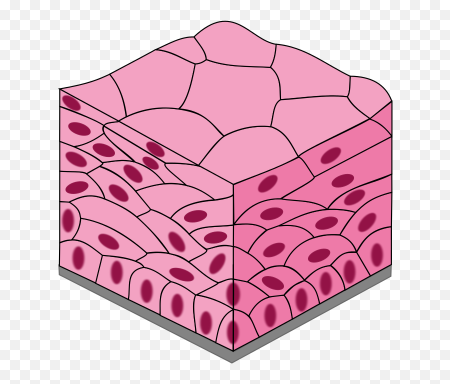 Stratified Squamous Epithelium - Stratified Squamous Epithelium Png,Tissue Png