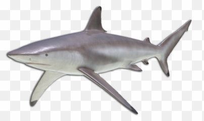 More Louisiana Fish Species We Catch - Great White Shark png
