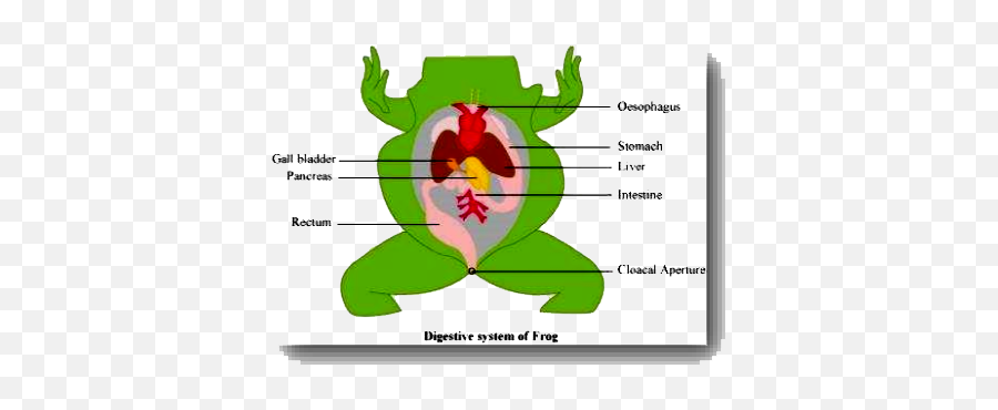 Draw Well Lablled Diagram Of Human - Draw A Neat Diagram Of Digestive System Png,Digestive System Icon