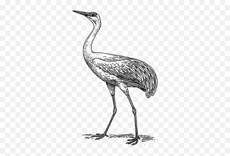 Transparent Crane Bird Png Icon Pngimagespics - Crane Bird Drawing Png,Crane Icon Png