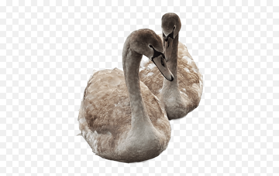 Cygnets Swimming No Background Young Swans Free Png Images - Transparent Background Duck Swimming Png,Swimming Png