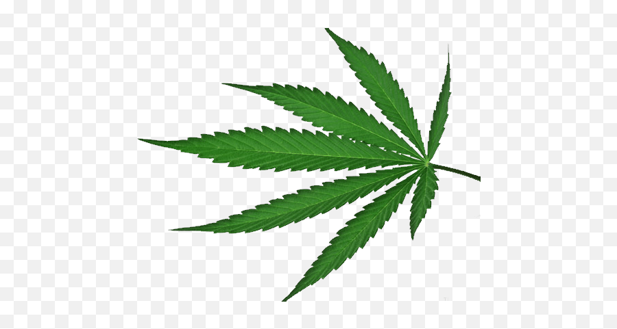 Png Cannabis - Transparent Background Cannabis Leaf,Weed Transparent Background