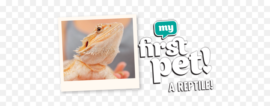 My First Reptile - Petstock Blog Agama Png,Reptiles Png