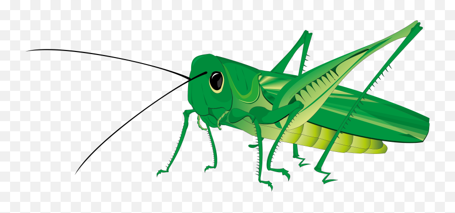 Grasshopper Png Image For Free Download - Grasshopper Png,Grasshopper Png