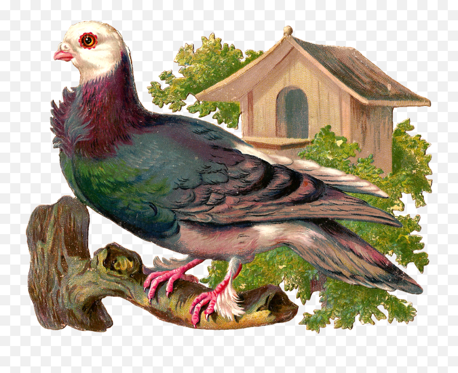 Everything Is Ohwaycool Pigeons - Pigeons And Doves Png,Pigeon Png