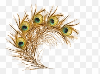 Feathers Clipart Peacock - Gold Peacock Feathers Png,Feather Transparent Background