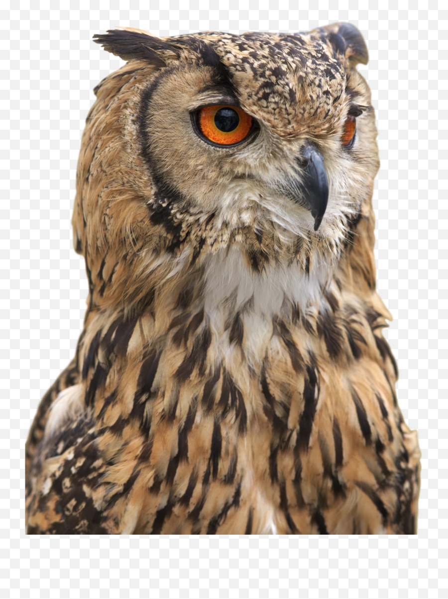 Stock Photography Illustration Drawing - Great Horned Owl Png,Owl Transparent
