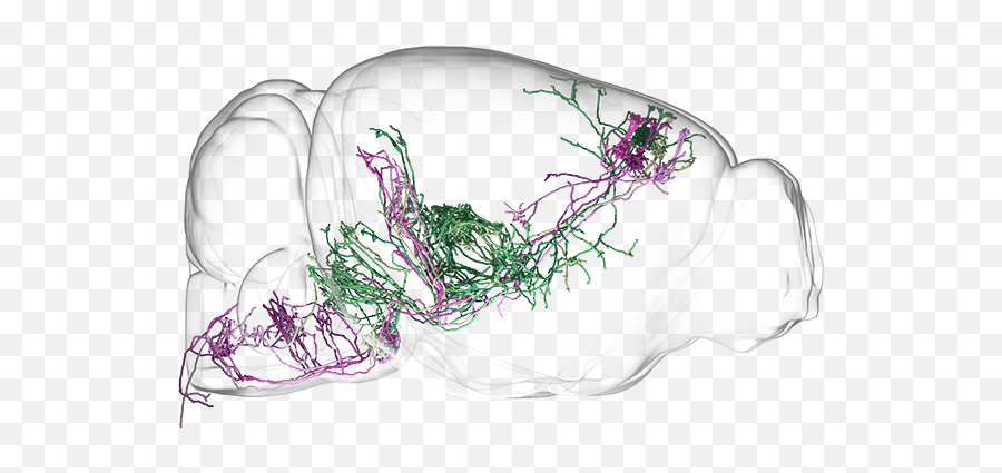 Decoding How Brain Circuits Control Behavior Hhmiorg - Illustration Mouse Brain Png,Circuitry Png