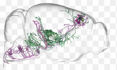 Decoding How Brain Circuits Control Behavior Hhmiorg - Illustration Mouse png