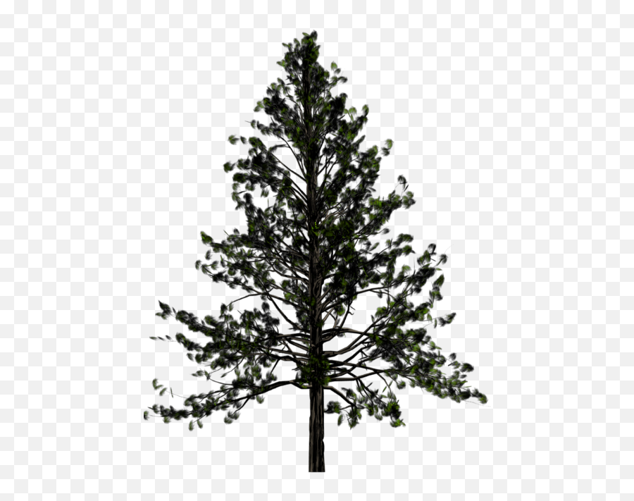 Portable Network Graphics Pine Transparency Tree Fir - Pine Tree Transparent Background Png,Christmas Tree With Transparent Background