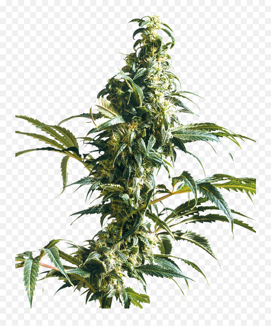 Mexican Sativa Regular Seeds U2013 Sensi Uk - Mexican Sativa Png,Mexican Flowers Png