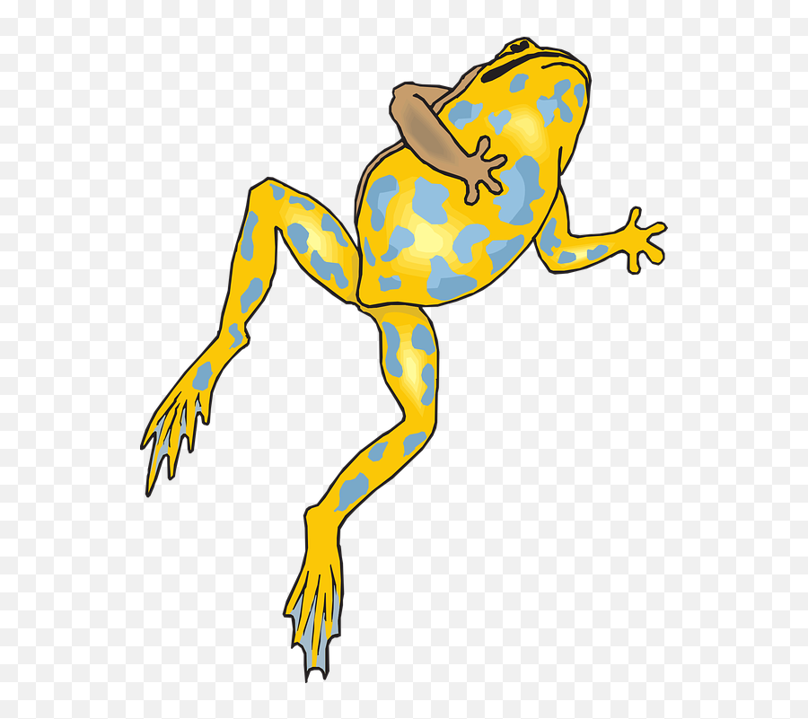 Frog Amphibian Rainforest - Free Vector Graphic On Pixabay Dead Frog Clipart Png,Frog Png