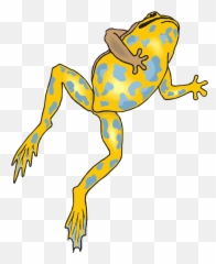 Frog Amphibian Rainforest - Free Vector Graphic On Pixabay Dead Frog Clipart Png,Frog Png