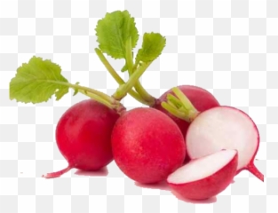 Leaf Vegetable Garden Radish Organic Food - Red Radishes Little Radishes Png,Radish Png