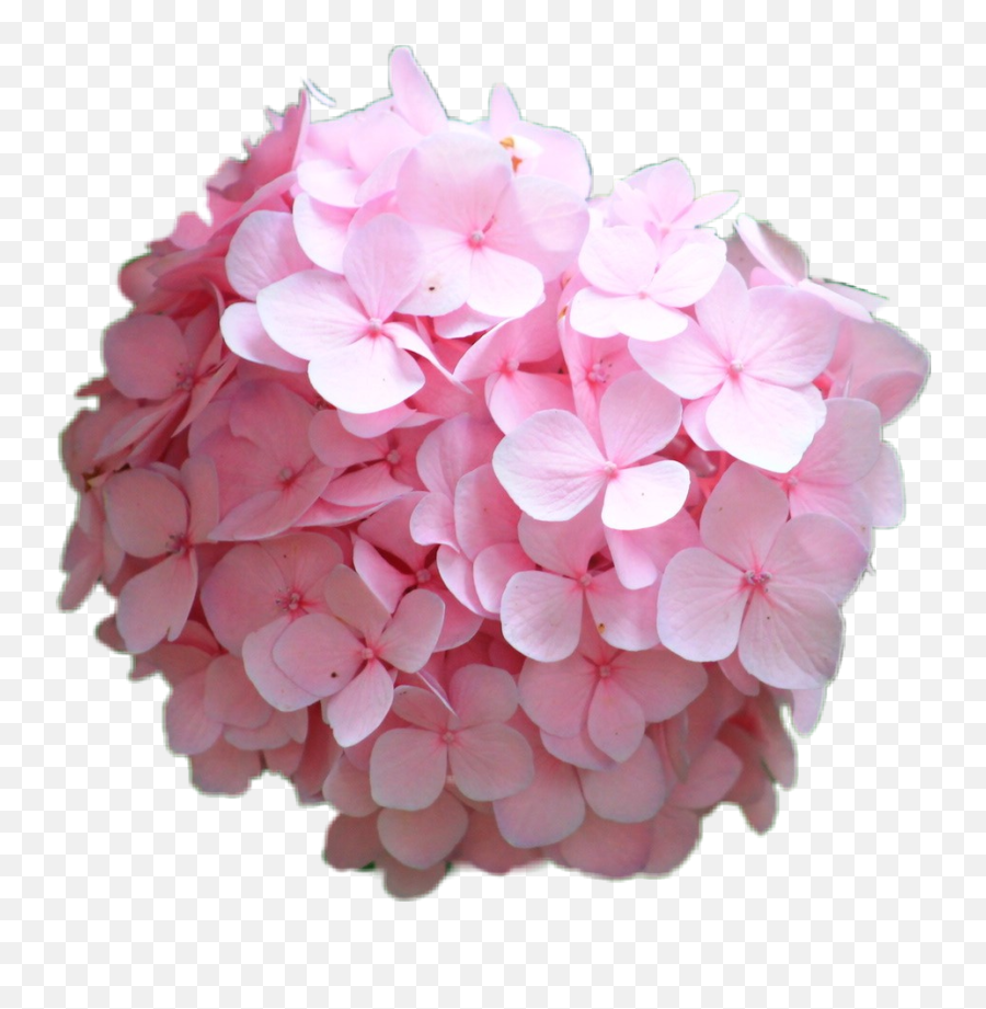 Hortensia Hydrangea Rosa Pink Flower - Hydrangea Serrata Png,Hydrangea Png