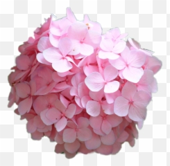 Hortensia Hydrangea Rosa Pink Flower - Hydrangea Serrata Png,Hydrangea Png
