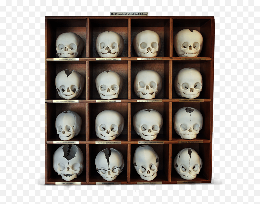 Craniofacial Model Skull Library - Collection Png,3d Skull Png