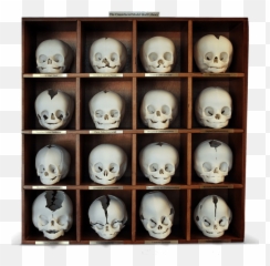 Craniofacial Model Skull Library - Collection Png,3d Skull Png