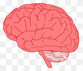 Muscle Image Free Library Png Files - Brains Clipart