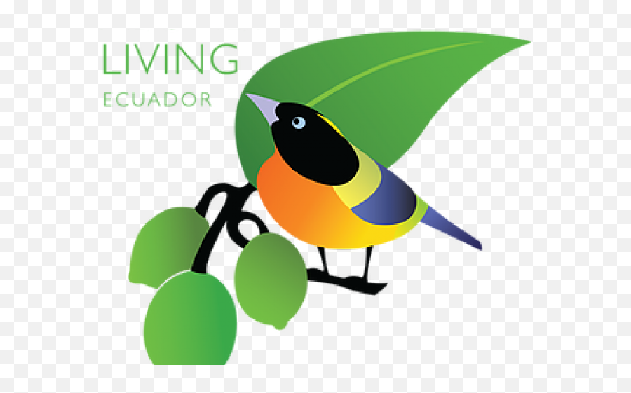 Jungle Bird Clipart - Fresh Png,Bird Clipart Png