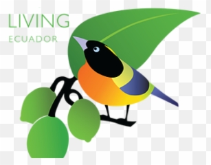 Jungle Bird Clipart - Fresh Png,Bird Clipart Png