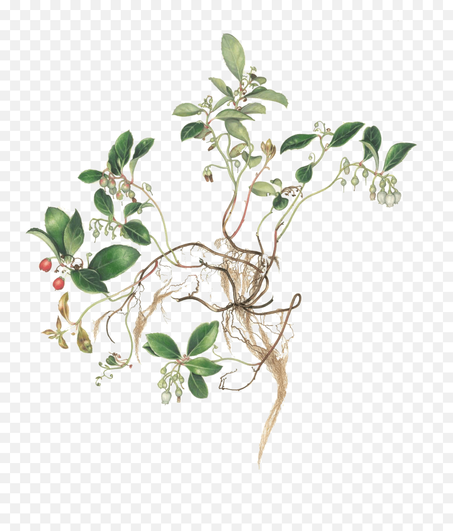 Margaret Farr Virginia Woodland Plants - Manzanitas Png,Honeysuckle Png