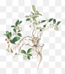 Margaret Farr Virginia Woodland Plants - Manzanitas Png,Honeysuckle Png