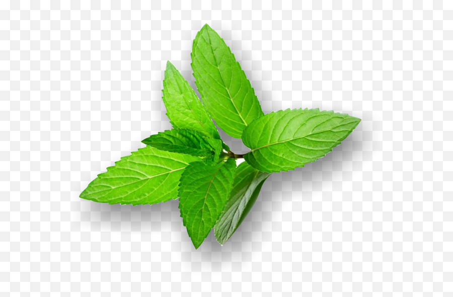Mint Leaves Png - Mint,Mint Leaves Png