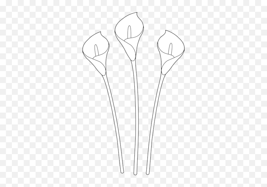 Calla Lily Clipart Line Drawing - Easy Drawing Flowers Lily Png,Calla Lily Png