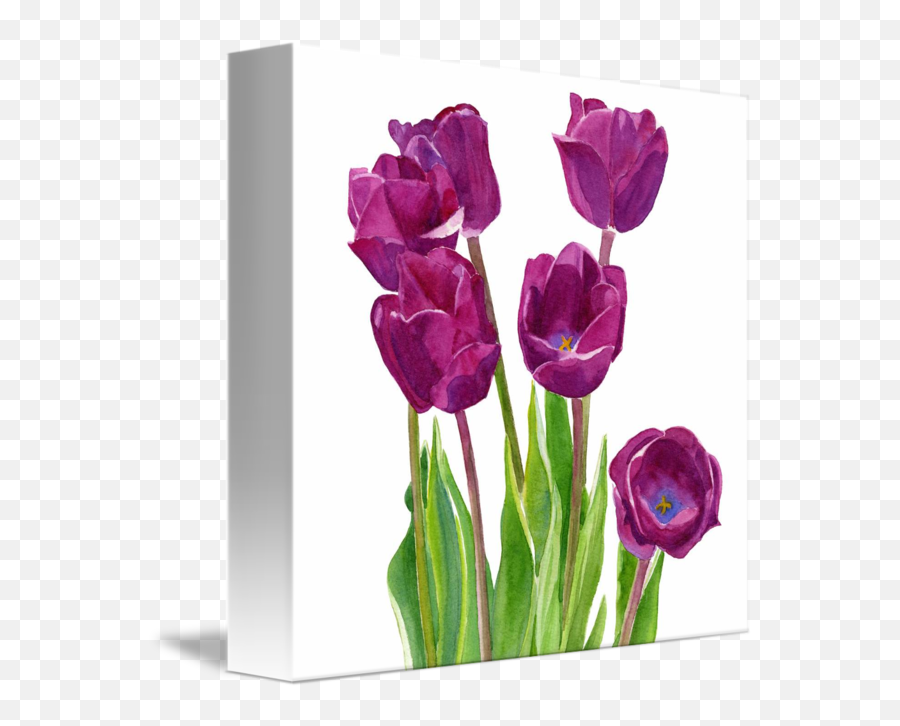 Purple Tulips White Background Square Design By Sharon Freeman - Purple Tulips With Textured Background Png,Tulips Transparent Background